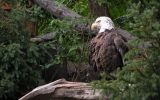telecharger-fond-ecran-animaux-et-nature-libre_gratuit_04