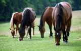 telecharger-fond-ecran-animaux-et-nature-libre_gratuit_05