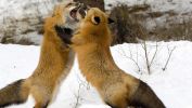 combat-de-males_animaux-sauvages_HD-a-telecharger_11