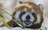 coucou-des-neiges_animaux-sauvages_HD-a-telecharger_16