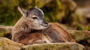 faon_animaux-sauvages_HD-a-telecharger_14