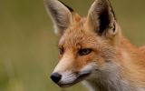 femelle_animaux-sauvages_HD-a-telecharger_07