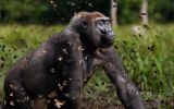 gorille_animaux-sauvages_HD-a-telecharger_17