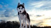 loup-sauvage_animaux-sauvages_HD-a-telecharger_13