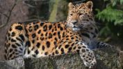 panthere_animaux-sauvages_HD-a-telecharger_02
