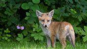 petit_animaux-sauvages_HD-a-telecharger_05