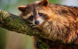 sur-la-branche_animaux-sauvages_HD-a-telecharger_15
