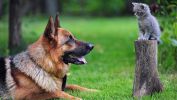 berger_animaux-domestiques_grand_format-du-jour_01