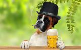 boxer-pub-biere_animaux-domestiques_grand_format-du-jour_09