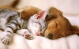 chat-et-chien_animaux-domestiques_grand_format-du-jour_07