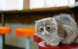 chat-gris_animaux-domestiques_grand_format-du-jour_08