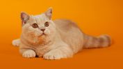 chatons_animaux-domestiques_grand_format-du-jour_02