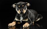 chiot-noir_animaux-domestiques_grand_format-du-jour_06