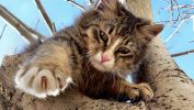 coup-de-patte_animaux-domestiques_grand_format-du-jour_17