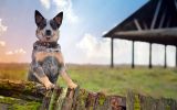 garde_animaux-domestiques_grand_format-du-jour_03