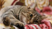 lovar_animaux-domestiques_grand_format-du-jour_05