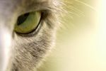oeil_animaux-domestiques_grand_format-du-jour_20