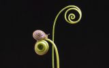 escargot-windows10-wallpaper_1