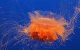 la-meduse-windows10-wallpaper_4