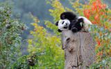 panda-windows-fonds-d-ecran_2