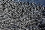maree-basse_photo_4