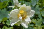 fleur-de-lotus_en-grand-format_4