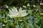 fleur-de-lotus_en-grand-format_5