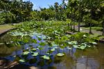 fleurs-de-lotus_bassin-naturel_2