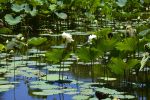 fleurs-de-lotus_bassin-naturel_3