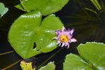nenuphar-bleu_fleur_HD_1