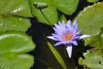 nenuphar-bleu_fleur_HD_2