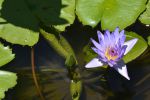 nenuphar-bleu_fleur_HD_3