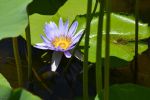nenuphar-bleu_fleur_HD_4