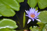nenuphar-bleu_fleur_HD_5
