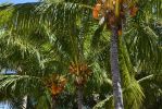 cocotiers_HD_fond-grand-ecran_gratuit_2