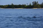 dauphins_telecharger_fond-grand-ecran_5