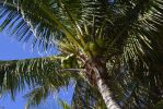palmier_HD_fond-grand-ecran_gratuit_1