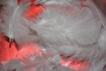 couleurs-et-tendances_deco-noel_telecharger_5