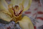 fleurs_deco-noel_telecharger_15