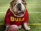 bull-le-chien-sportif