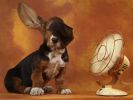 chien-et-ventilateur_sympa