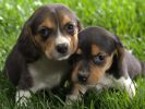 couple-de-chiots-wallpaper-free