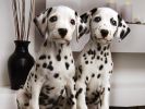 dalmatien_fond-ecran_gratuit_10