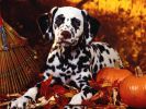 dalmatien_fond-ecran_gratuit_11