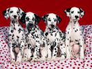 dalmatien_fond-ecran_gratuit_12