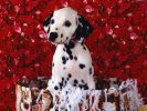dalmatien_fond-ecran_gratuit_9