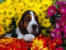 fond-ecran_chiens_1