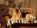 fond-ecran_chiens_3