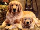 fond-ecran_chiens_4