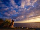 fond-ecran_chiens_5